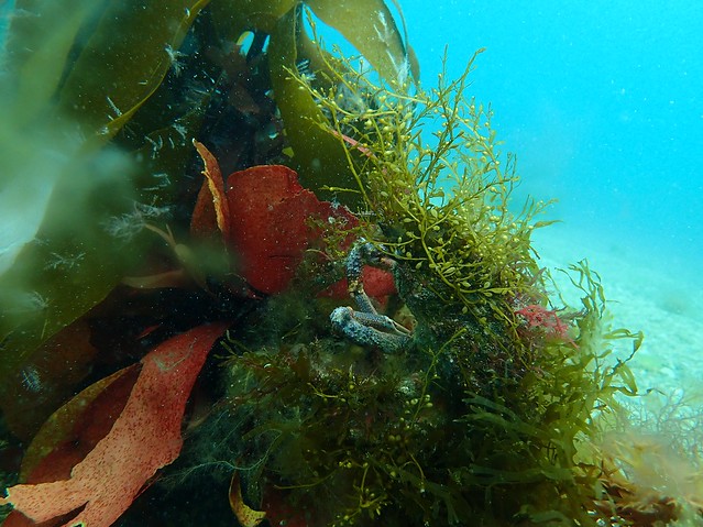 A camoflauged spider crab