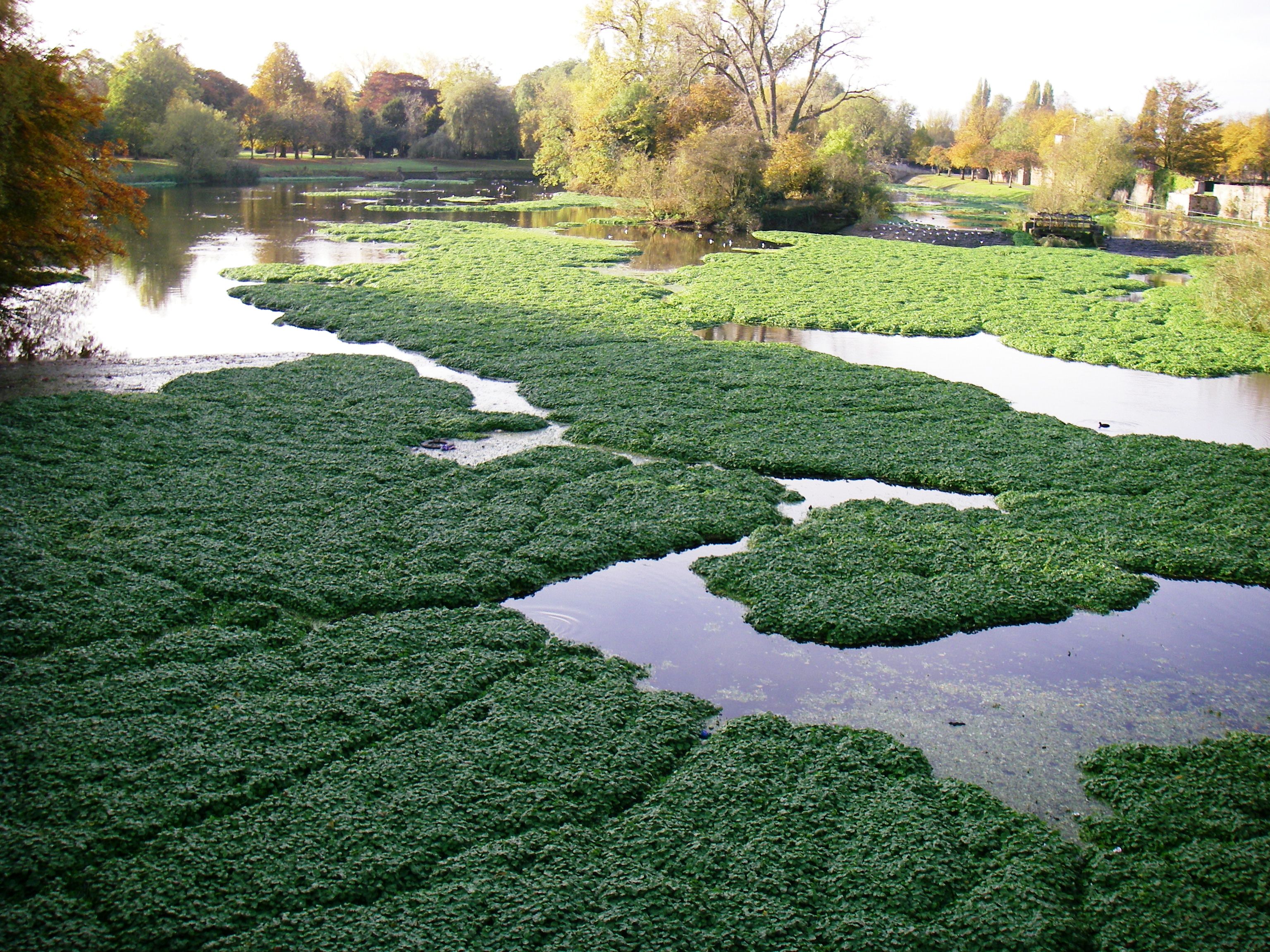 waterway clogged with invasive plant species