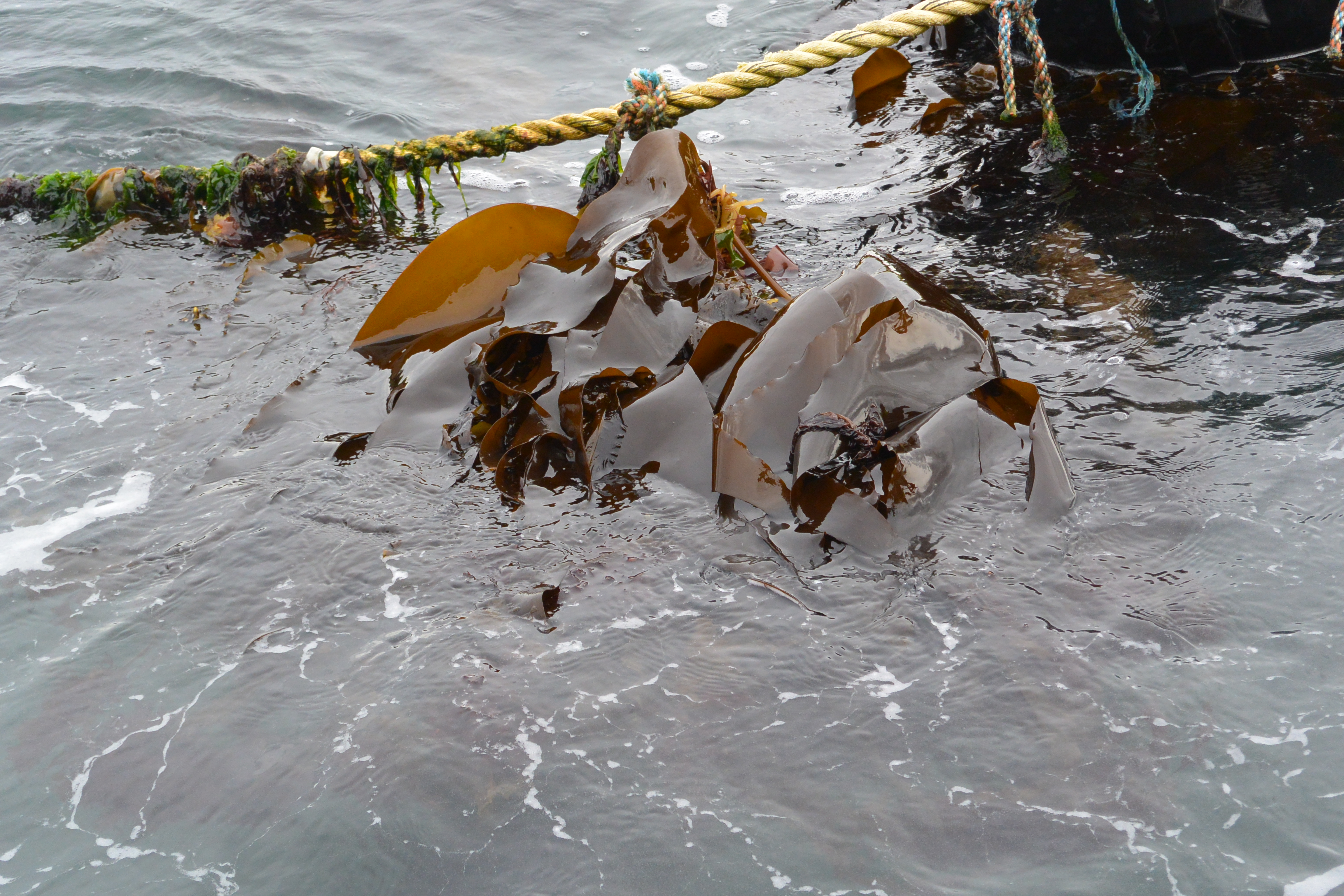 seaweed on a rope