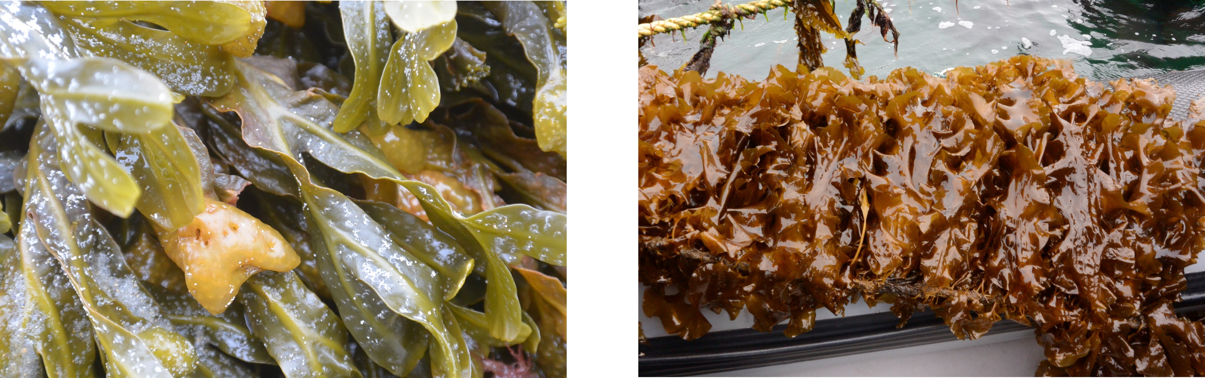 two types of seaweed