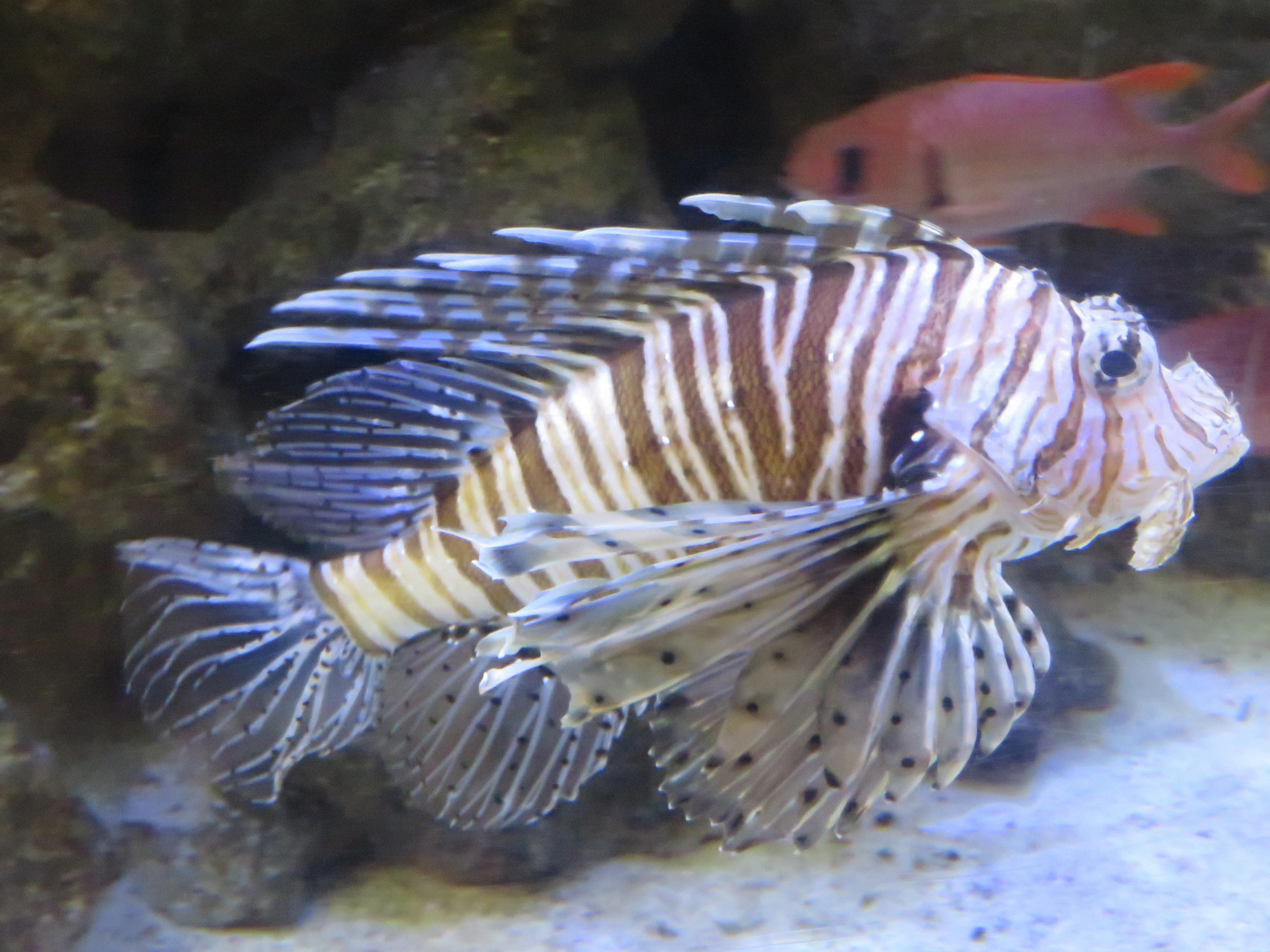 lionfish