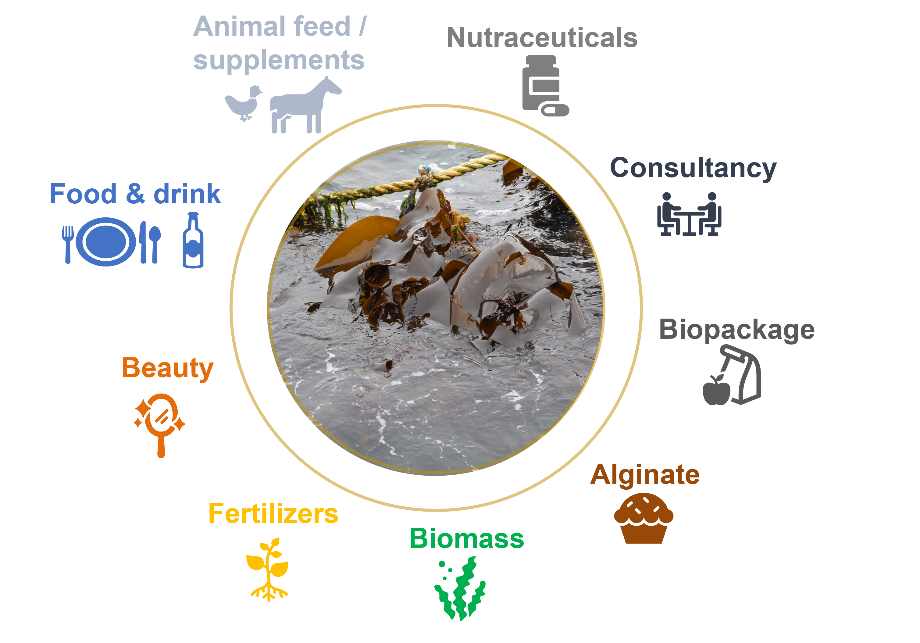 diagram of seaweed uses