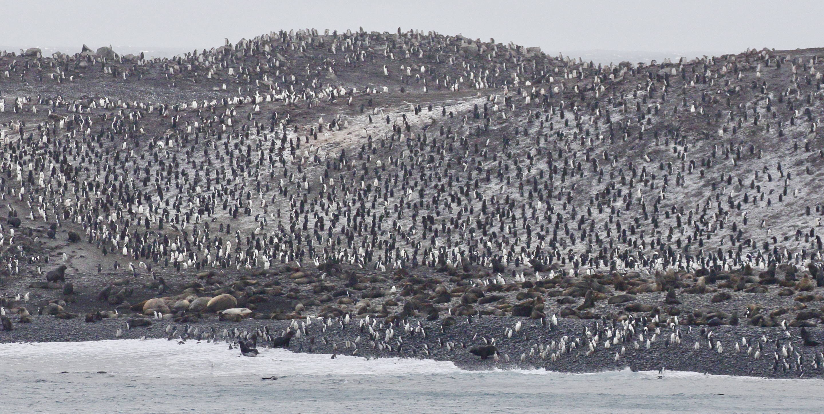 Chinstrap penguin colony on Southern Thule. 