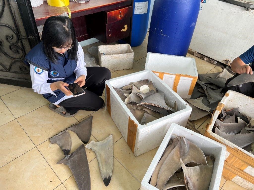 scientist inspecting shark fins