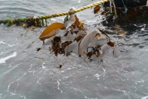 Photo of brown seaweed