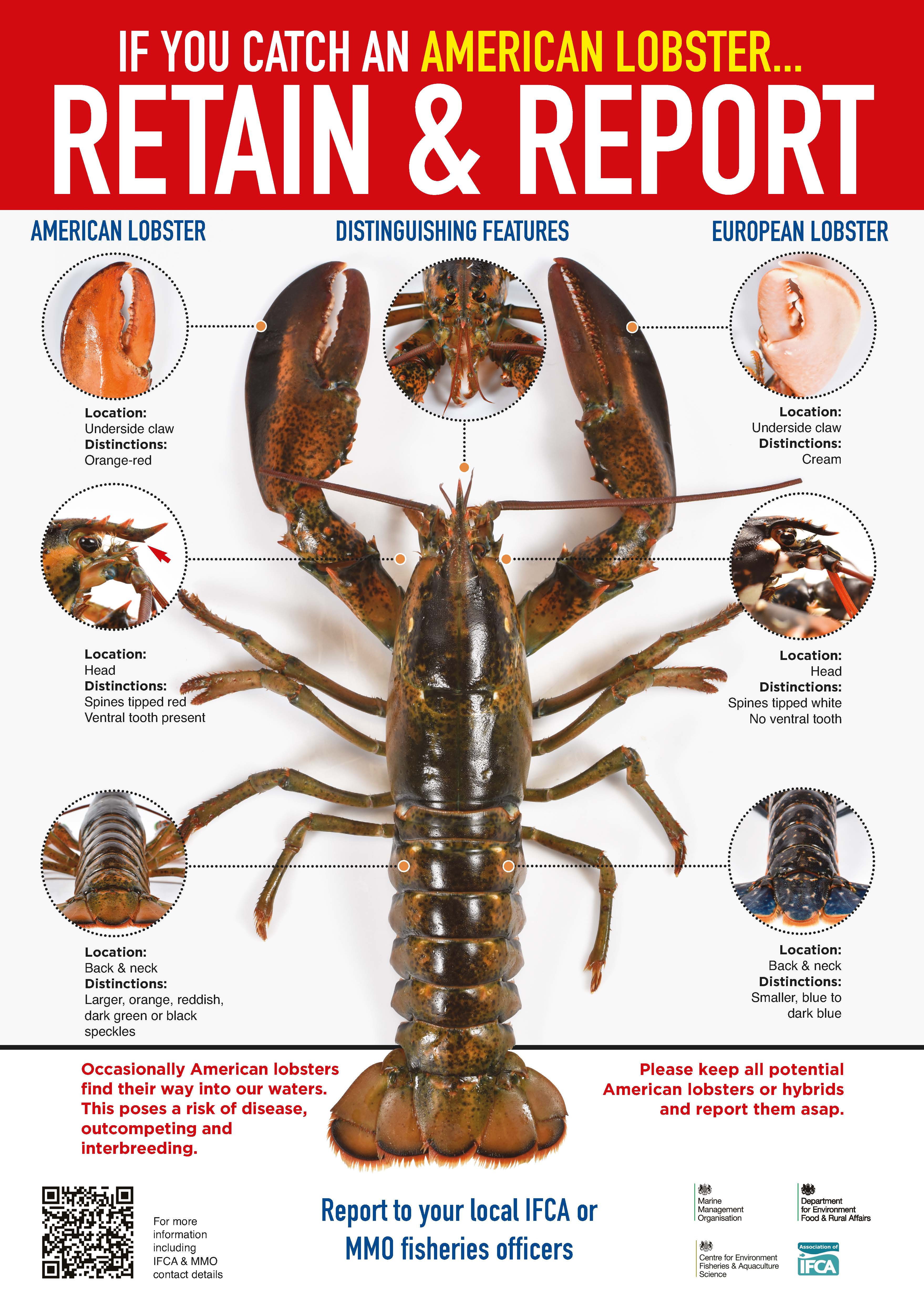 Poster with information about reporting American lobsters if you find one and what they look like