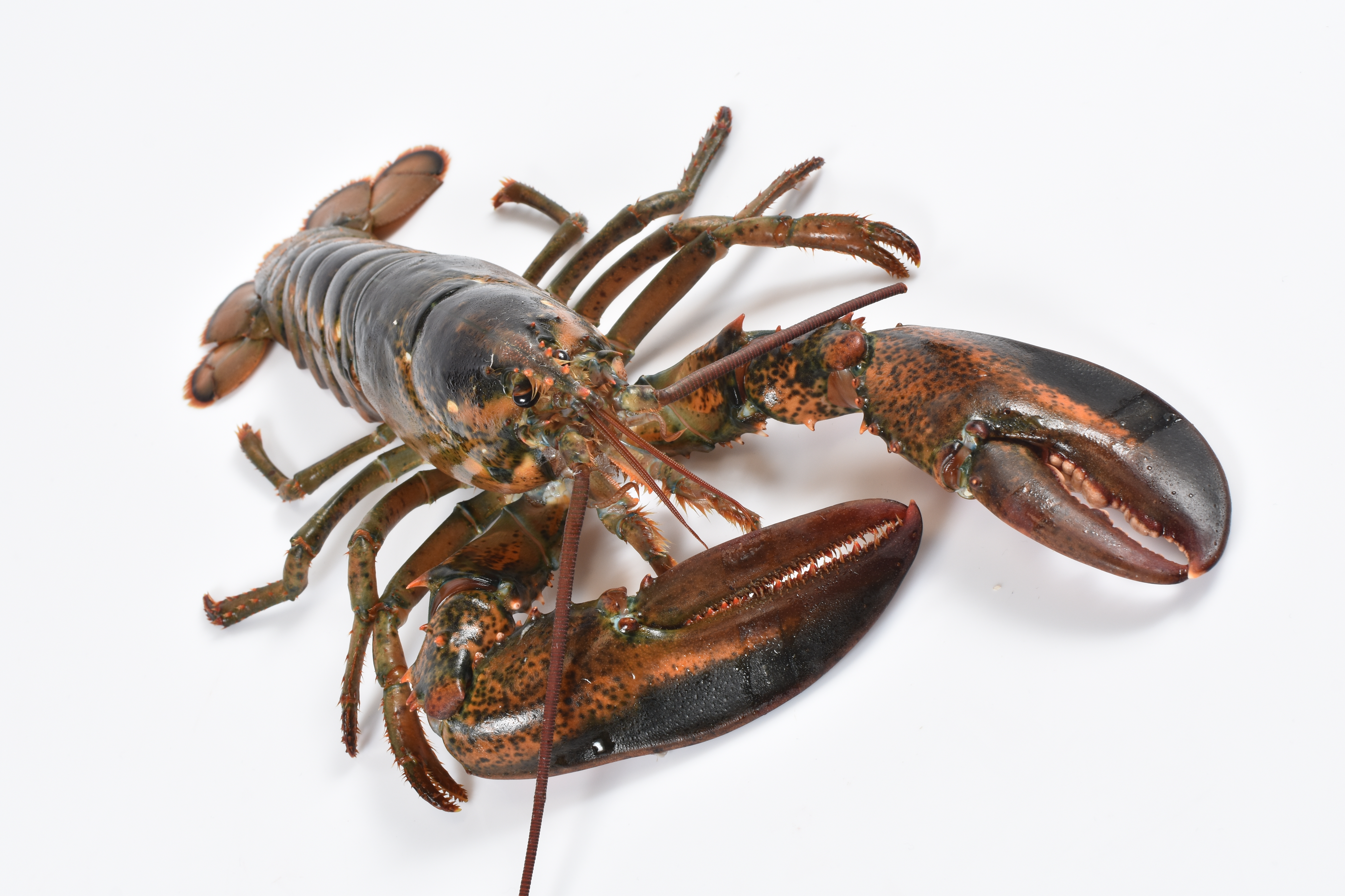 American lobster