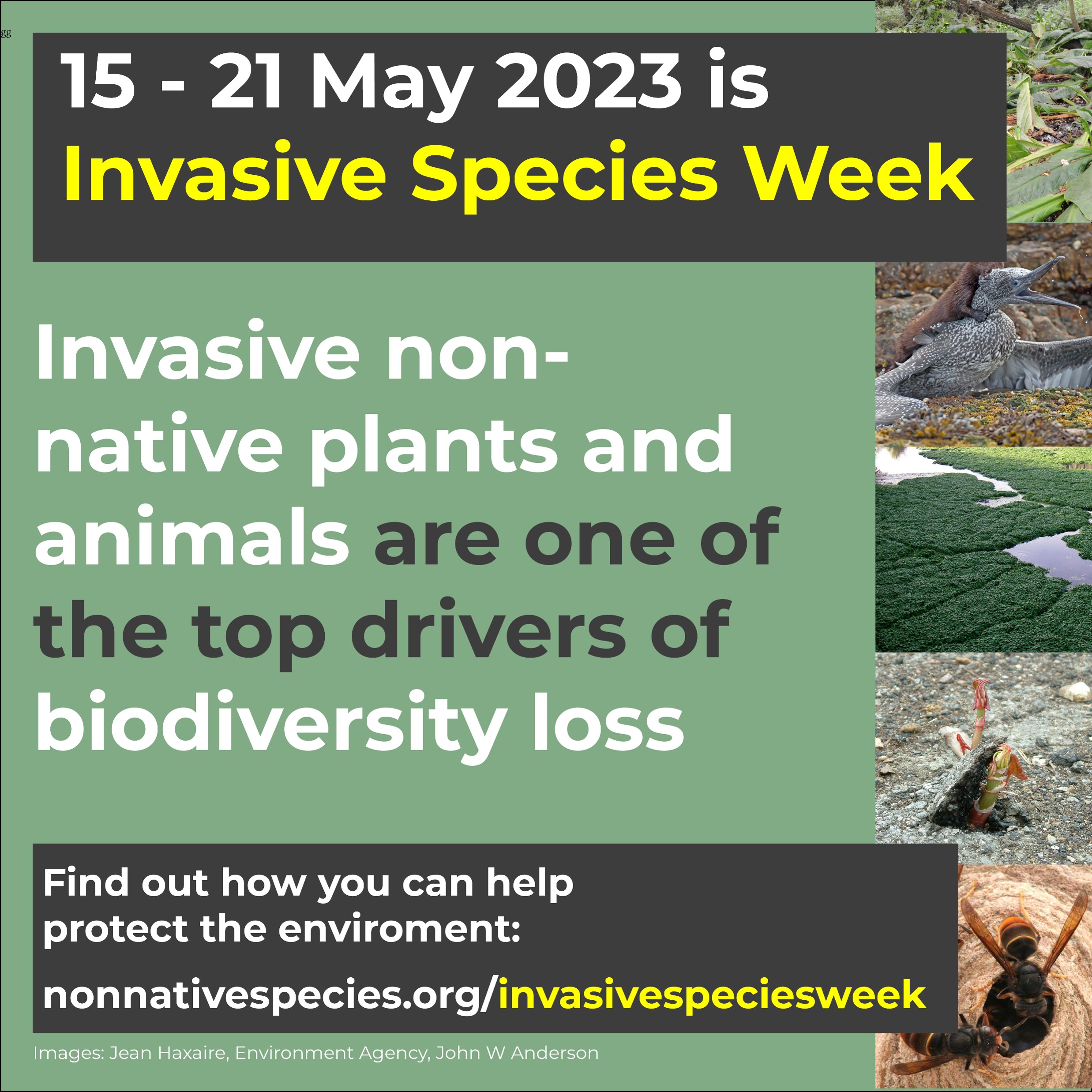 Invasive Species Week poster saying "Invasive non-native plants and animals are one of the top drivers of biodiversity loss"