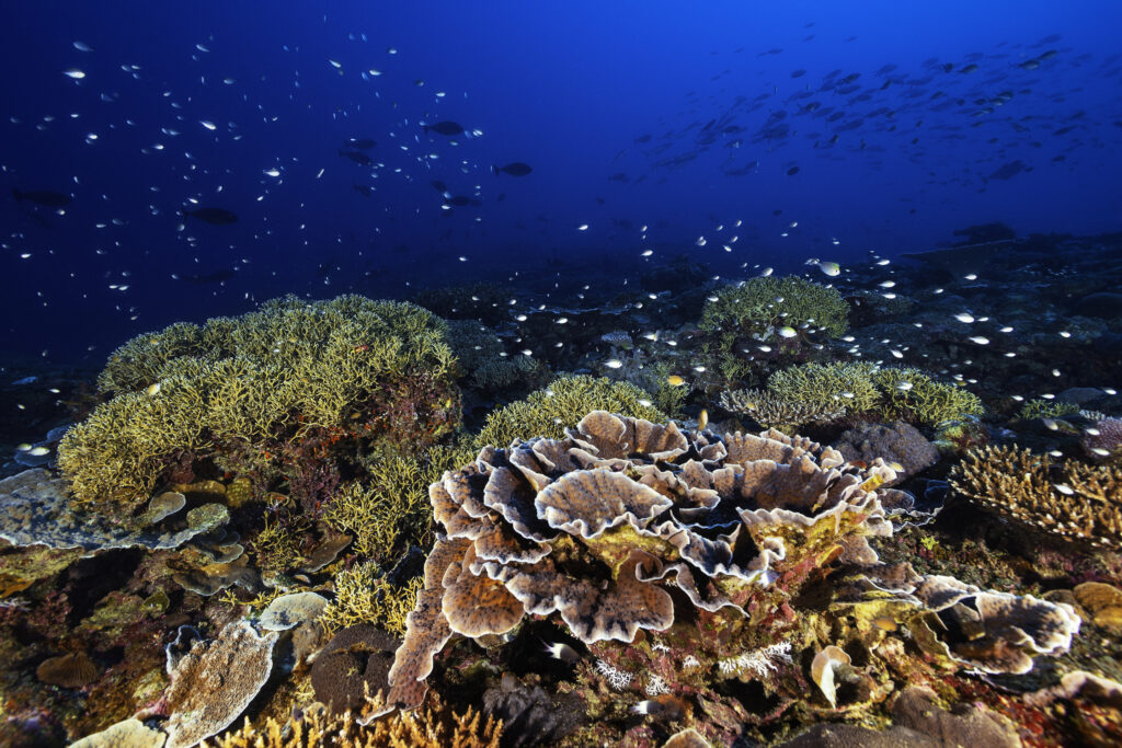 Q&A with Elena Couce: Paris Agreement vital to save world's coral reefs -  Marine Science