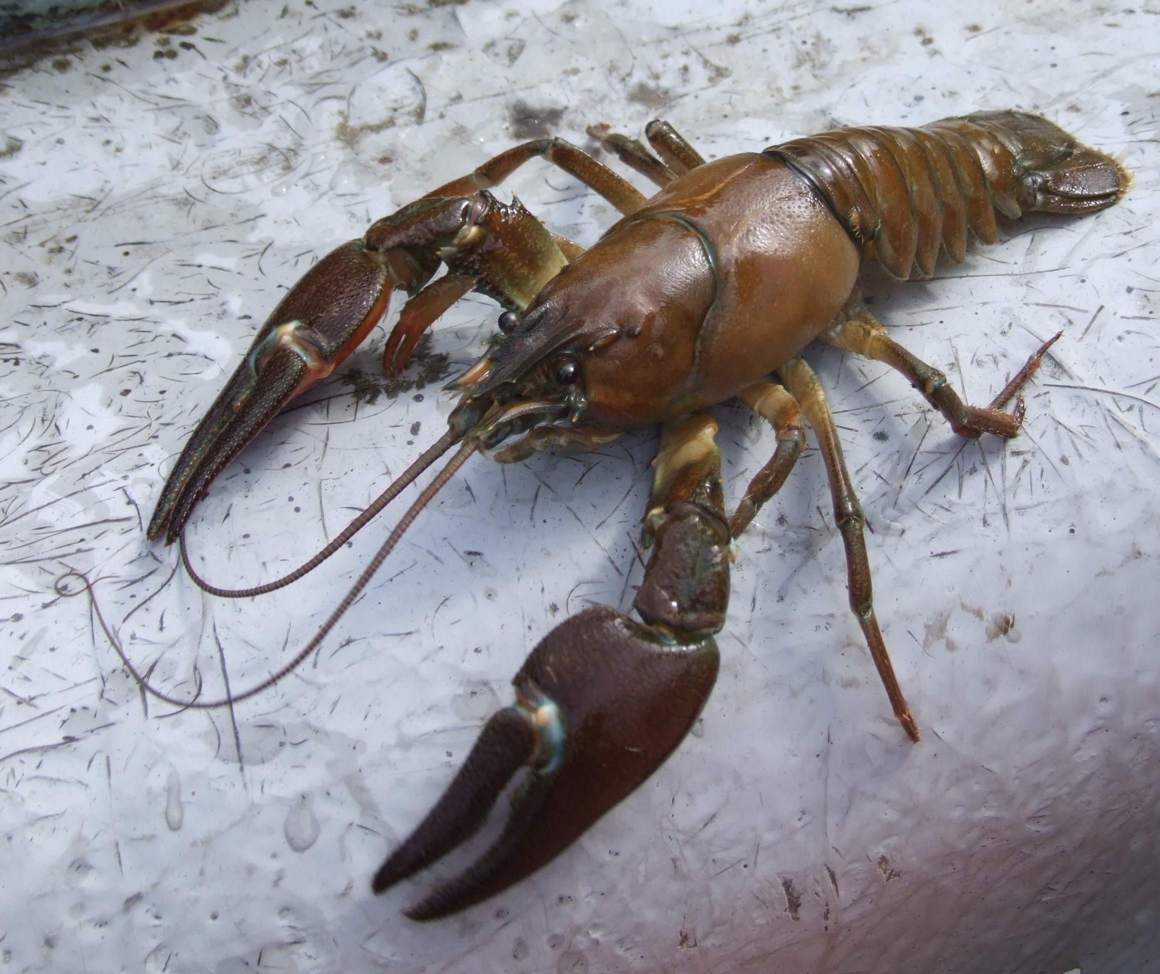 Invasive signal crayfish