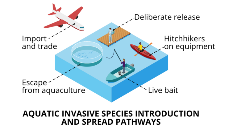 What Can Be Done To Tackle Invasive Non Native Species Marine Science