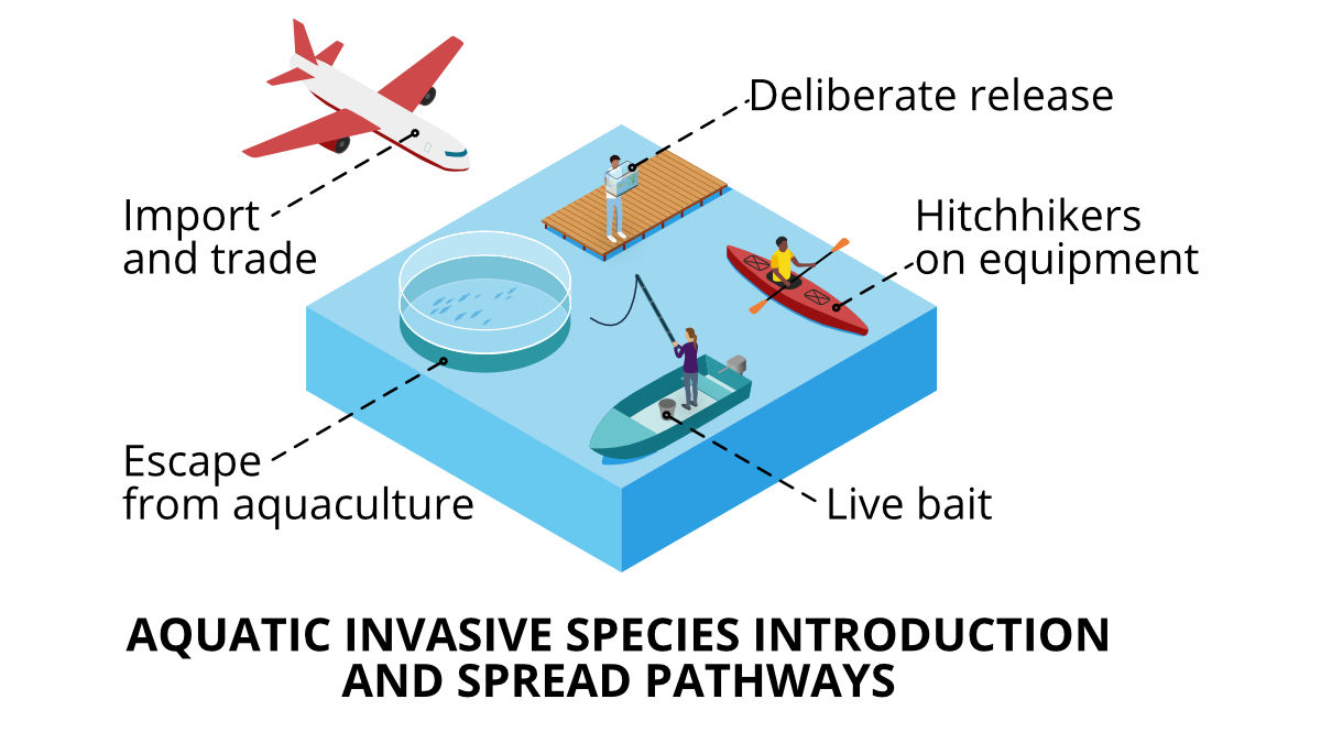 Diagram of various pathways for introduction of aquatic invasive species by plane, boat, aquaculture, fishing bait, on equipment