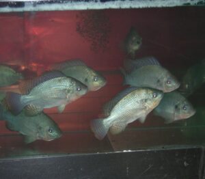 Tilapia in a RAS