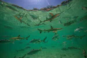 Blacktip reef shark 