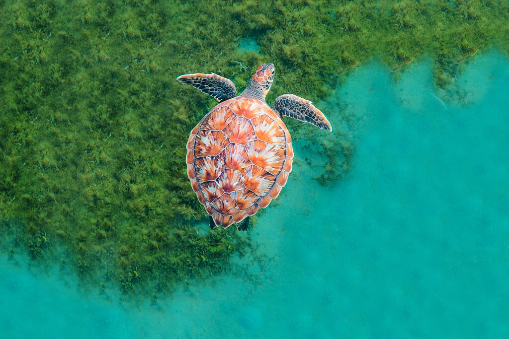 turtle swimming above seagrass