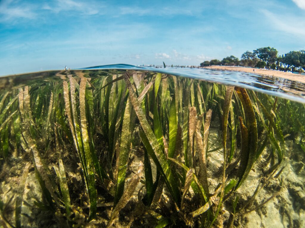 Seagrass in the water