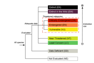 Diagram showing how IUCN red species are classified