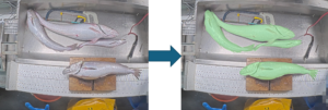 Photograph of fish on measuring board taken by REM and then once processed to train the algorithm 