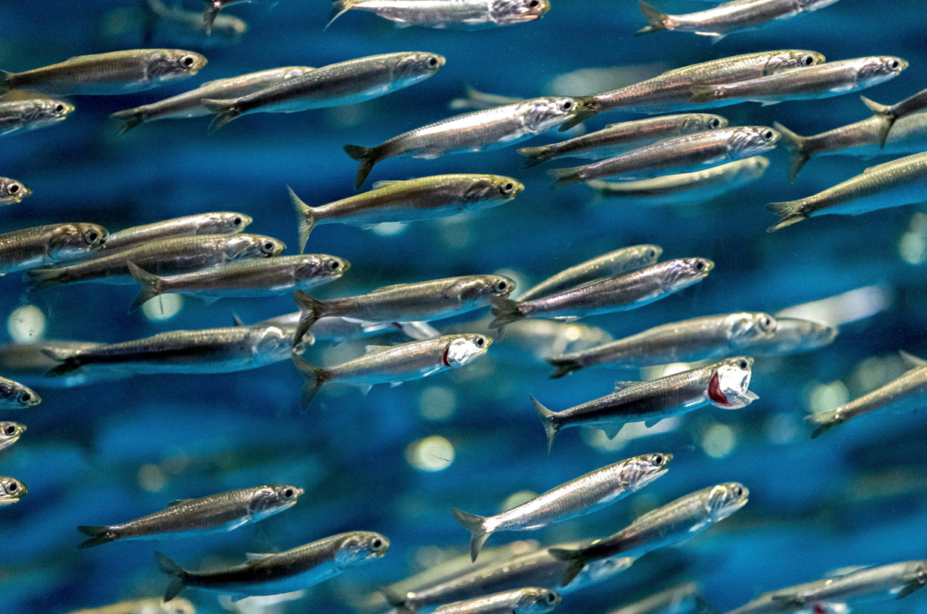 Shoal of anchovy