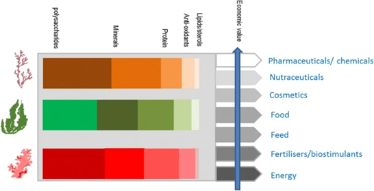 Infographic showing the different ranges of bioactives offered by seaweed and the potential uses