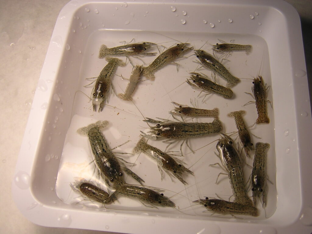juvenile marble crayfish in a bucket