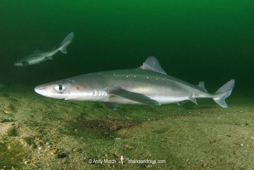spurdog swimming near the bottom of the sea