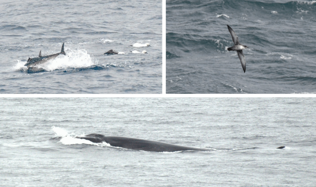 Bluefin tuna (top left), Balearic shearwater (top right) and fin whale (bottom) images - all animals are in or over the water