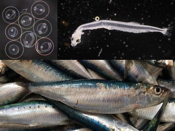 sardine eggs, larvae and adult fish images