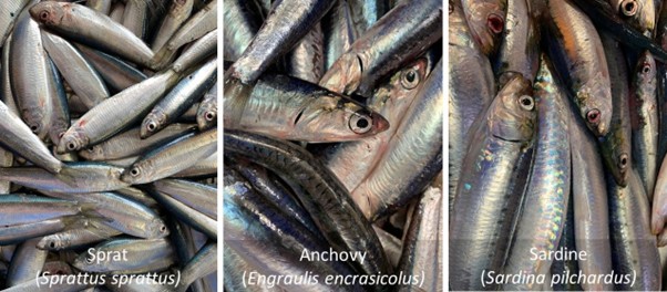three kinds of fish in piles - Sprat, Anchovy and Sardines