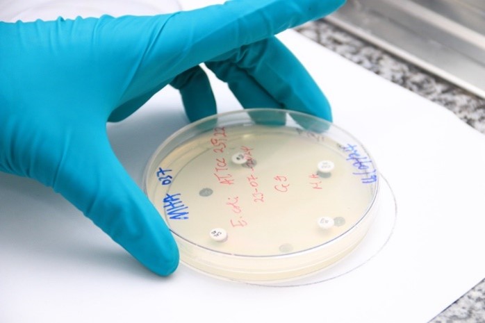 hand in a blue glove holding a petri dish with antibiotic discs on it