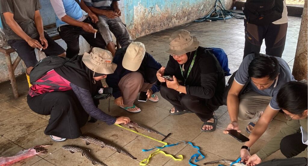 Group of people crouching examining and measuring shark specimens on the ground