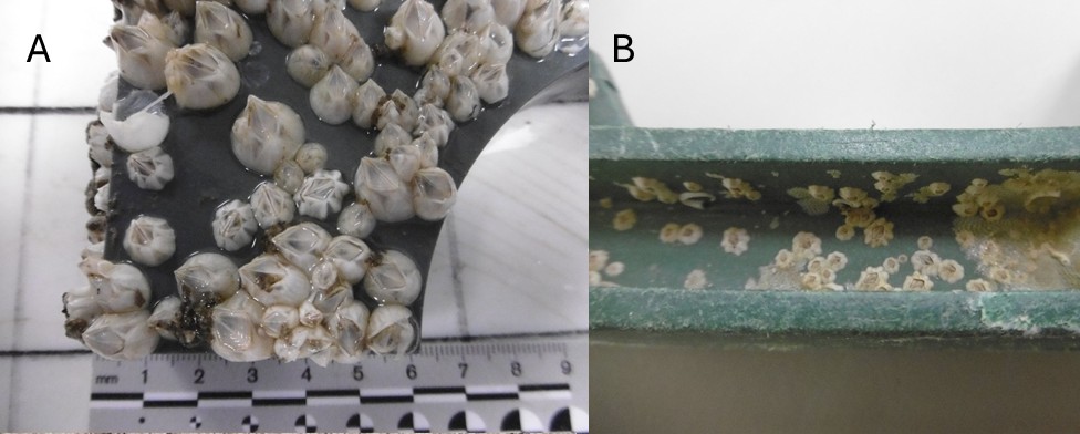 barnacles on plastic waste