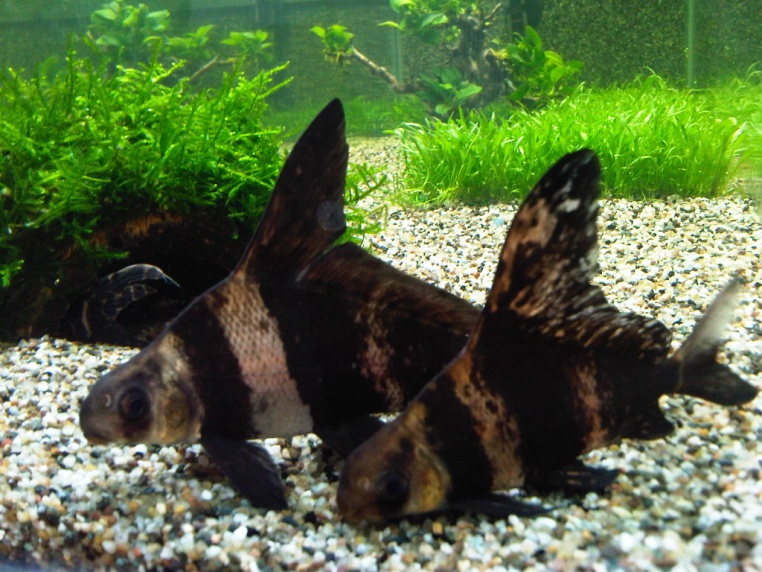 Fish Health Inspectorate and the Pet Fish Trade - safeguarding the health of fish and shellfish