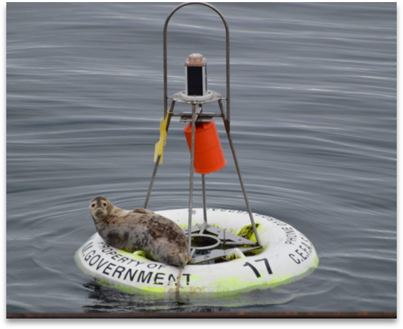A seal lying on a yellow buoy with science kit attached to the buoy in the sea